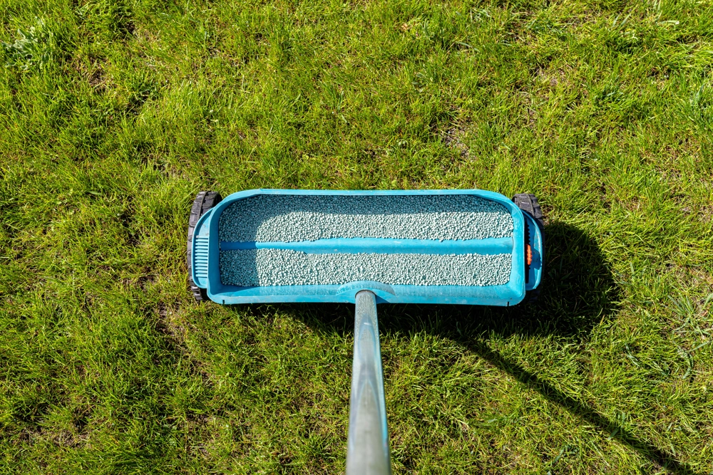 Ręczny rozsiewacz z nasionami trawy na trawniku podczas siania trawy