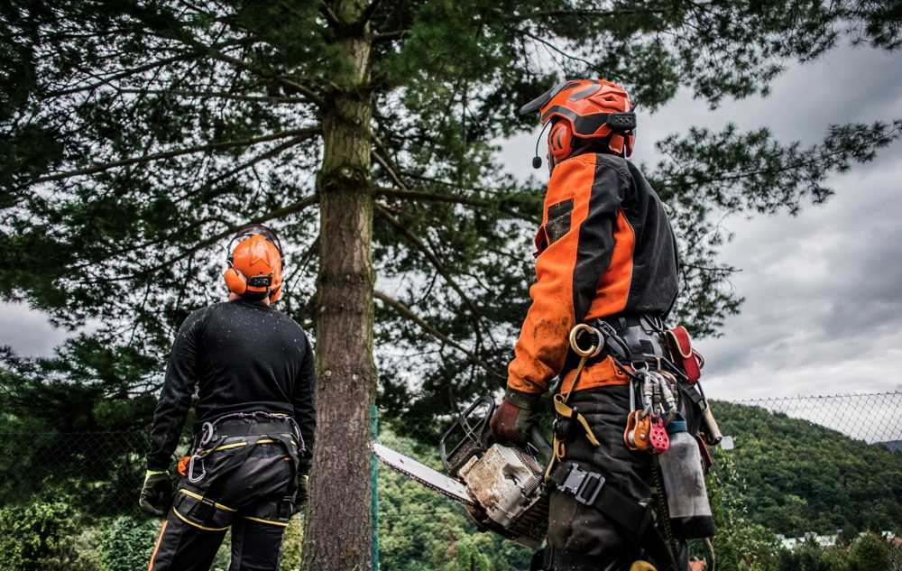 Dwóch arborystów w odzieży ochronnej z piłą łańcuchową przy dużym drzewie – Przycinanie drzew