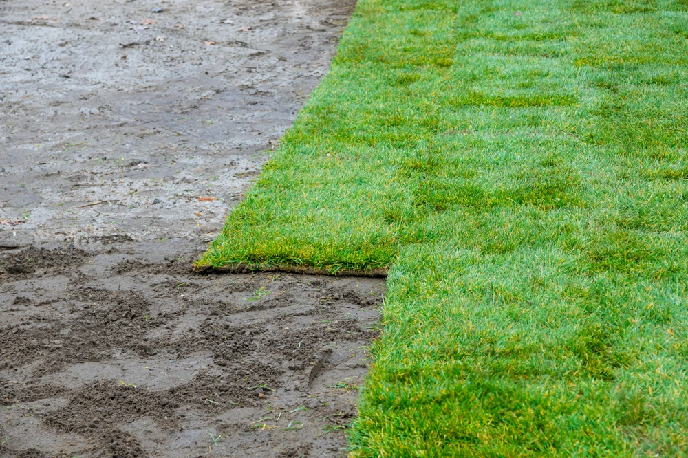Zakładanie trawników – układanie świeżych rolek trawy na przygotowanym podłożu